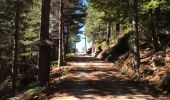 Trail Walking Évisa - Evisa forêt d’aitone  - Photo 5
