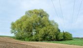 Tocht Te voet Jagsthausen - Jagsthausen-Edelmannshof - Photo 9