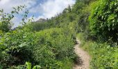 Tocht Stappen Ribeauvillé - Les 3 châteaux de Ribeauvillé - Photo 2