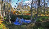 Tour Zu Fuß Unknown - Loch Kinord Trail - Photo 5