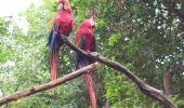 Excursión Senderismo Samborondón - Parque histórico de Guayaquil - Photo 12