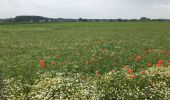 Tocht Stappen Belœil - Les amis de la nature d’Ath - Photo 14