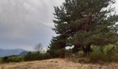 Randonnée Marche Montferrer - Montferrer . El Castel . Puig de Vilafort -  retour par la piste  - Photo 7