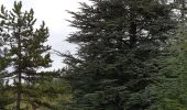 Tocht Stappen Villeneuve-de-Berg - la forêt des sens Villeneuve de Berg  - Photo 11