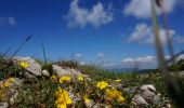 Trail On foot Unknown - Vama Buzăului - Poiana Dălghiu - Vf. Ciucaș - Photo 4