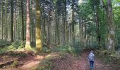 Trail  Saint-Brisson - Saint Brisson Morvan - Photo 9