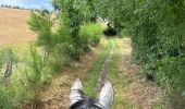 Trail Horseback riding Neufchâteau - Bois d’Ospot depuis les pompiers - Photo 15