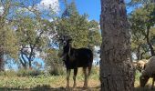 Tour Wandern Pierrefeu-du-Var - Pierre feu . Les maures  - Photo 4