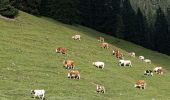 Trail On foot Cortina d'Ampezzo - IT-8 - Photo 3