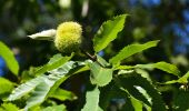 Tour Wandern Roquebrune-sur-Argens - L'Escaillon par les Pétignons - Photo 4