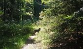 Trail Walking Landévennec - foret de Folgpat - Photo 4
