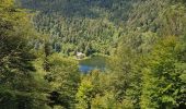 Tour Wandern Rimbach bei Masmünster - 2020-07-07 Les lac des Neuweiher et le lac des perches - Photo 12