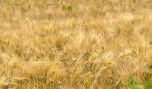 Trail Walking Houyet - Gendron-gare août 2025 - Photo 9