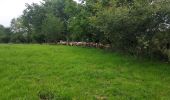 Trail Walking Ogeu-les-Bains - Gr78 fait  - Photo 2