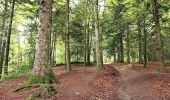 Trail On foot Rasnov - Bușteni - Poiana Pichetul Roșu - Cabana Mălăiești - Photo 6