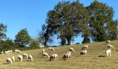 Tocht Stappen Susmiou - GR 65 Navarrenx > Lichos - Photo 16