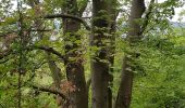 Trail Walking Giverny - Giverny Le lézard vert - Photo 15