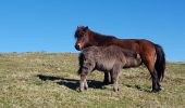 Tour Wandern Ainhoa - Ainhoa. Col de 3 croix - Photo 6