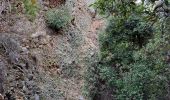 Tocht Stappen La Ciotat - la ciotat calanques depuis ND de la Garde - Photo 9