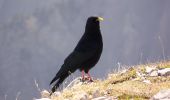 Trail Walking Saint-Agnan-en-Vercors - Le Grand Veymont - Photo 10