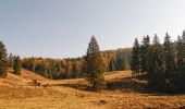 Percorso A piedi Râșnov - Râșnov - Valea Poienii - Poiana Brașov - Photo 6