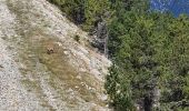 Tocht Stappen Beaumont-du-Ventoux - Ventoux direct - Photo 1