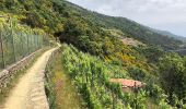 Trail On foot Riomaggiore - Telegrafo – Volastra (Strada dei Santuari) - Photo 5