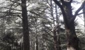 Randonnée Marche Bonnieux - Forêt des cèdres - Photo 1