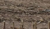 Trail Walking Marche-en-Famenne - Champlon - Boucle qui alterne sous-bois et vues dégagées à 360°. Larges sentiers caillouteux et un peu de macadam.  - Photo 5