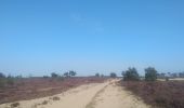 Trail Walking Kalmthout - Kalmthoutse Heide - Photo 8