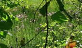 Trail Walking Pontgibaud - LA CHEIRE DE PONTGIBAUD - Photo 20
