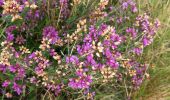 Tour Zu Fuß Maasmechelen - Mechelse Heide Gele zeshoek - Photo 7