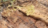 Tour Wandern Saint-Raphaël - sentier des douaniers Géologie/ Botanique - Photo 11