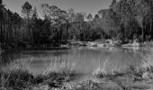 Trail Walking Puget-sur-Argens - Pk La Lieutenante - Source St Martin - 3 étangs - Piste des Lauriers - Photo 6