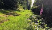 Trail Walking Vielsalm - cahay - bèchefa , retour  - Photo 15