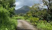 Trail  Le Morne-Rouge - Sainte Cécile/crête du Cournan/Beauvallon  - Photo 8