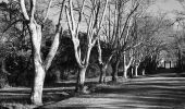 Trail Walking Vidauban - Vidauban - Château d'Astros - Chapelle St Lambert - Photo 2