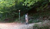 Tocht Stappen Mont-Dore - les cascades Mont Dore - Photo 3