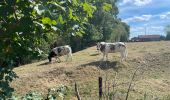 Randonnée Marche Lubbeek - Linden (Wijn lasses) variante  - Photo 6