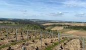 Excursión Senderismo Les Riceys - Les cadoles - Photo 1