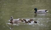 Tocht Te voet Arnhem - Warnsborn - Photo 5