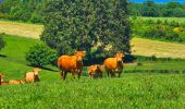 Tour Wandern Libramont-Chevigny - Balade à Remagne - Libramont-Chevigny - Photo 9
