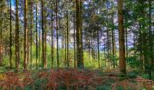 Tour Wandern Bouillon - 2024-09-15_08h33m03_Les Hayons Bouillon - Photo 13