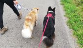 Trail Walking La Roche-en-Ardenne - vecmont canin 01 - Photo 1