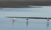 Tocht Noords wandelen Le Touquet-Paris-Plage - Marche nordique : Boucle 12 km Le Touquet - Merlimont - Photo 1