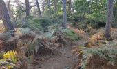 Tocht Stappen Fontainebleau - Fontainebleau gorges de Franchard - Photo 2