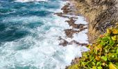 Tocht Stappen Capesterre-de-Marie-Galante - Guadeloupe - Marie Galante - Les Galeries - Photo 5