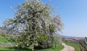 Randonnée Marche Marlenheim - Circuit de Bacchus - Le Riewerle - Photo 8