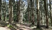Trail Walking Viroinval - Forêt de Nismes - Regniessart - Photo 13