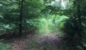 Trail Walking Tintigny - Entre Gaume et Ardennes  - Photo 7